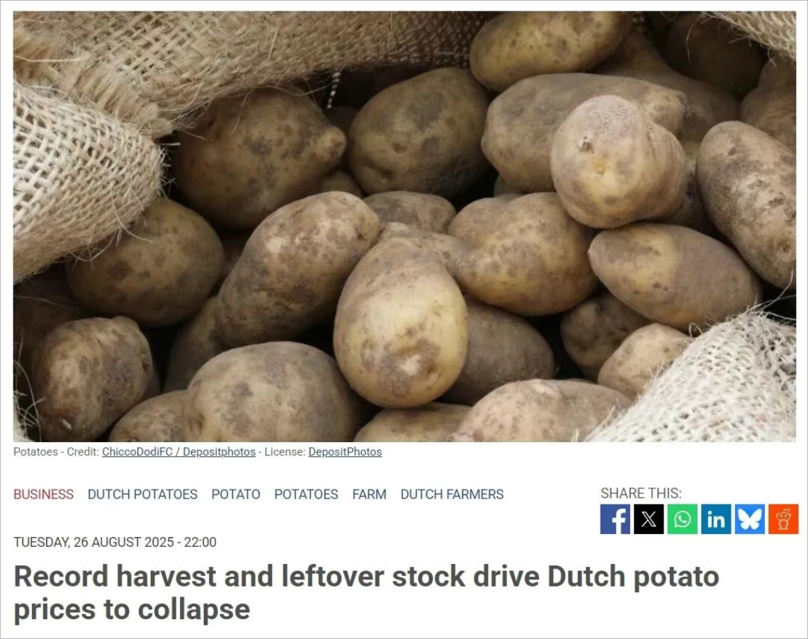 大量土豆没人要？5欧分/公斤！荷兰农民血亏卖，超市价格却一动不动？