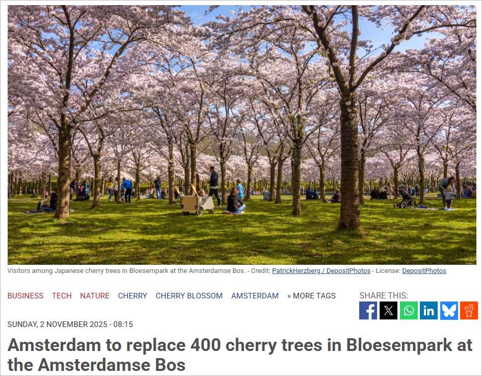 荷兰阿姆斯特丹的“网红”樱花林即将集体告别！400棵老树全换